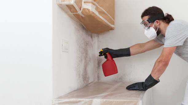 Professional Mold Remediation technician working in Needham Heights, MA