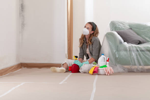 Reliable Mold Remediation contractor in Needham Heights, MA by WQB Mold Removal